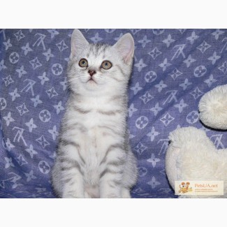 Продам шотландских плюшевых котяток необычных окрасов
