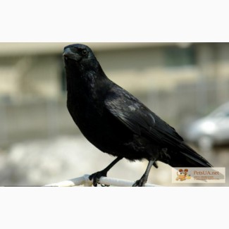 Продам черного ворона Corvus corax