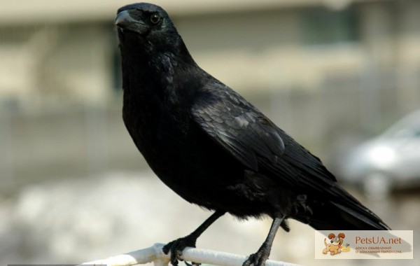 Продам черного ворона Corvus corax