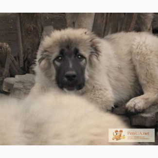 Кавказская овчарка -лучшая охранная порода!Продаём подрощенных суперкавказят!!!!