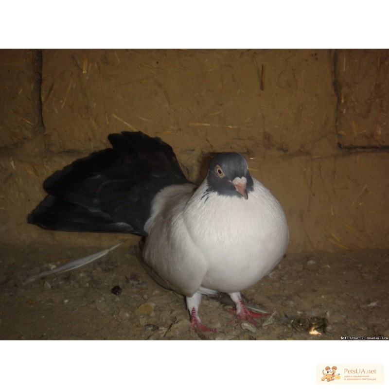 Фото 1/3. Продажа голубей в Одесской обл. город Измаил