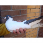 Продажа голубей в Одесской обл. город Измаил