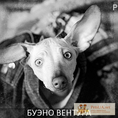 Фото 1/1. Выставочные щенки мексиканской голой собаки Xoloitzcuintle (миниатюра).