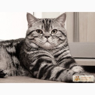 Предлагается шотландский прямоухий кот для вязки вислоухой кошки