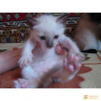 Продам чистокровного сиамского (тайского) котенка