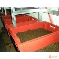 Продам маточное поголовье червя «Старатель» для разведения (в откормочном ящике 60х40х20)