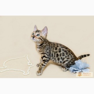 Продаю мини леопарда с заммммууурчательным характером- бенгальский котенок Айрон для Вас