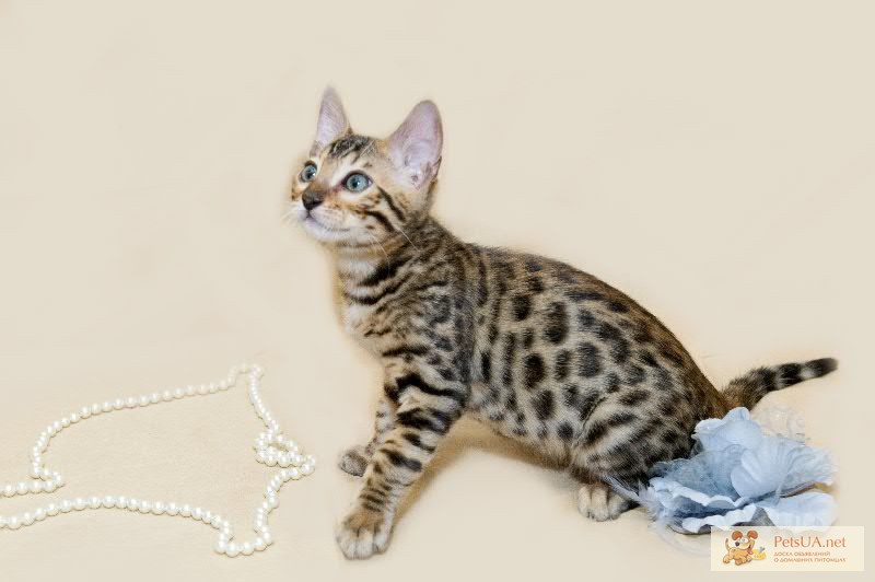 Фото 1/1. Продаю мини леопарда с заммммууурчательным характером- бенгальский котенок Айрон для Вас