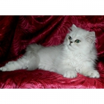 Чистопородные котята Персидской Шиншилы
