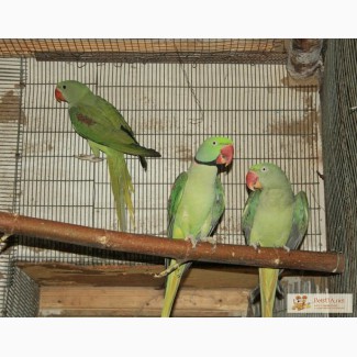 Продам птенцов Александрийского и Ожерелового попугаев