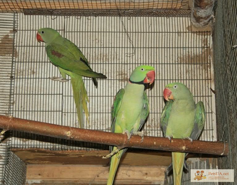 Продам птенцов Александрийского и Ожерелового попугаев