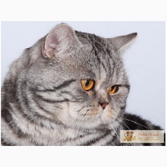 Серебристо -мраморный шотландский кот для вязки.
