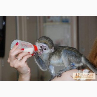 Продам ручных карликовых обезьянок для домашнего содержания