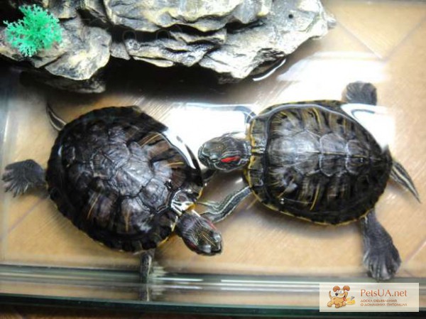 Фото 1/1. Продам черепах + аквариум (60х30х40) красноухие
