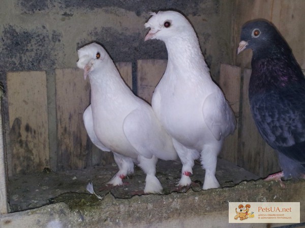 Бойные голуби Турецкая такла