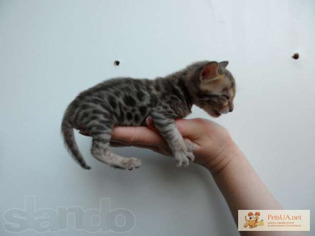 Фото 1/3. Продаются Бенгальские котята, леопардики.