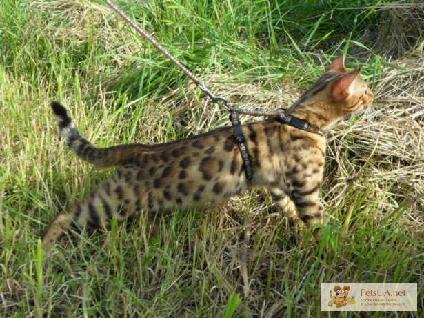 Фото 3/3. Продаются Бенгальские котята, леопардики.