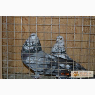 Продам николаевских голубей сизомурые