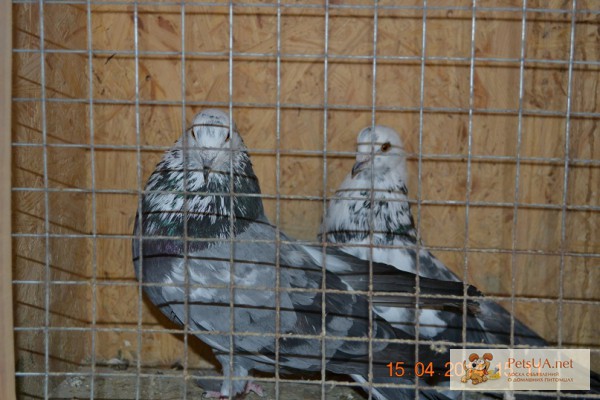 Фото 1/1. Продам николаевских голубей сизомурые