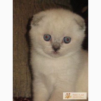 Шотландские вислоухие котята благородного окраса колор-поинт с голубыми глазами