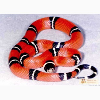 Продаю:	Королевскую синалойскую (молочную змею). Стоимость 800 грн. за особь.