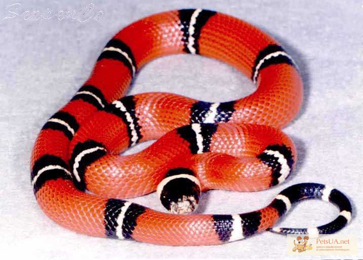 Фото 1/1. Продаю:	Королевскую синалойскую (молочную змею). Стоимость 800 грн. за особь.