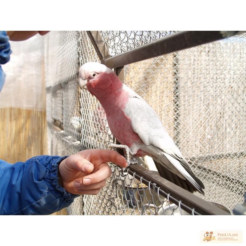 Фото 2. Розовый какакаду полностью ручные птенцы выкормыши