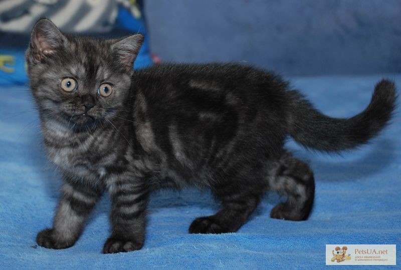 Фото 1/1. Британский котенок окраса черный дым