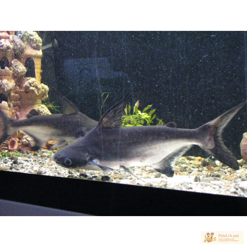 Фото 3/3. Акулий сом: мини-акула в вашем аквариуме