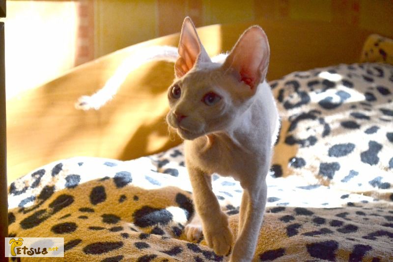 Велюровый котенок донского сфинкса