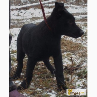 Продаётся элитный щенок (девочка) черной немецкой овчарки