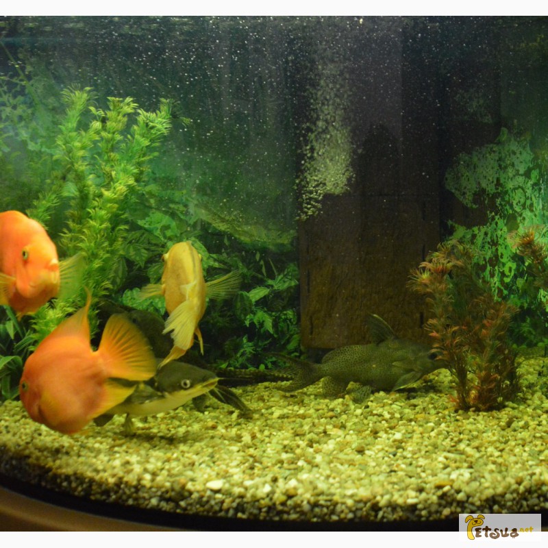 Фото 5. Аквариум+тумба+рыбки