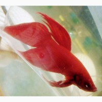 Эксклюзивный подарок на день рождения-аквариум шарообразный (2л) с рыбкой Петушок
