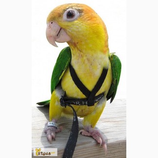 Прогулочные шлейки для попугаев, шлейка для выгула попугая Aviator+