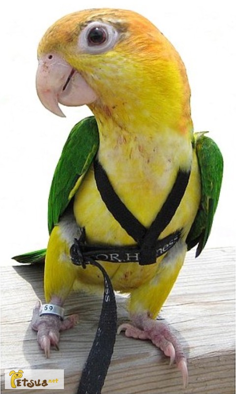Фото 1/1. Прогулочные шлейки для попугаев, шлейка для выгула попугая Aviator+