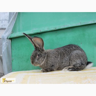 Продам кроликов породы бельгийский обр