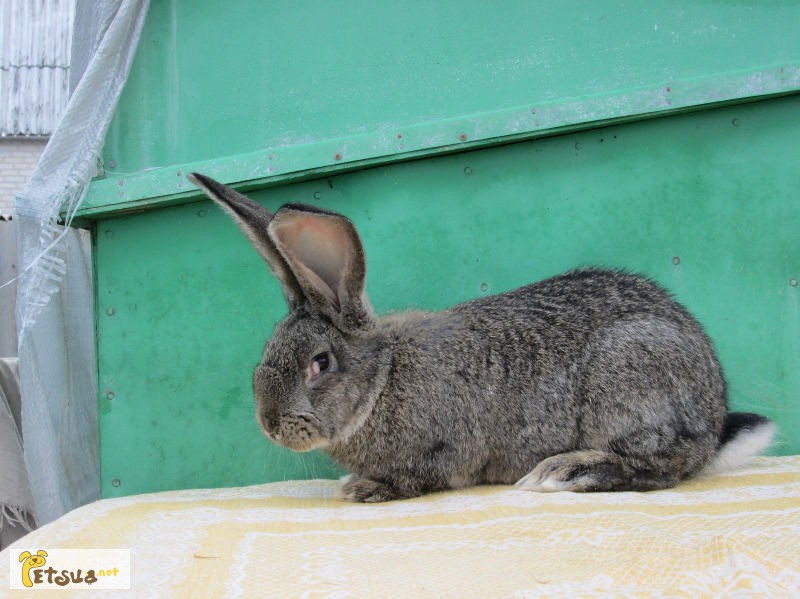 Продам кроликов породы бельгийский обр