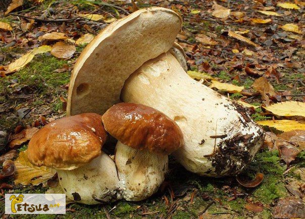 Продам/ семена белых грибов - высокое качество, Днепр — PetsUA