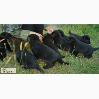 Продаются щенки породистой черной крупной немецкой овчарки