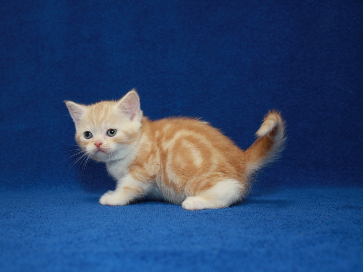 Фото 2. Scottish Straight-прямоухая. Самая очаровательная яркая клубная котя