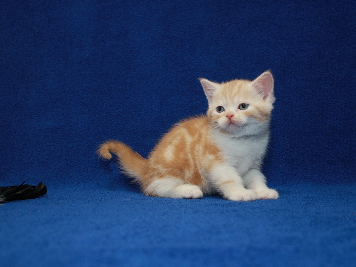 Фото 3. Scottish Straight-прямоухая. Самая очаровательная яркая клубная котя