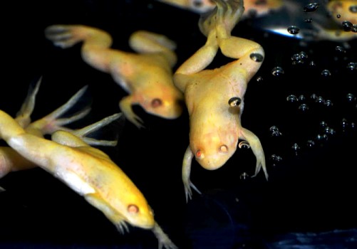 Фото 3. Шарообразный аквариум, размером на 2 л. с тремя шпорцевыми лягушками