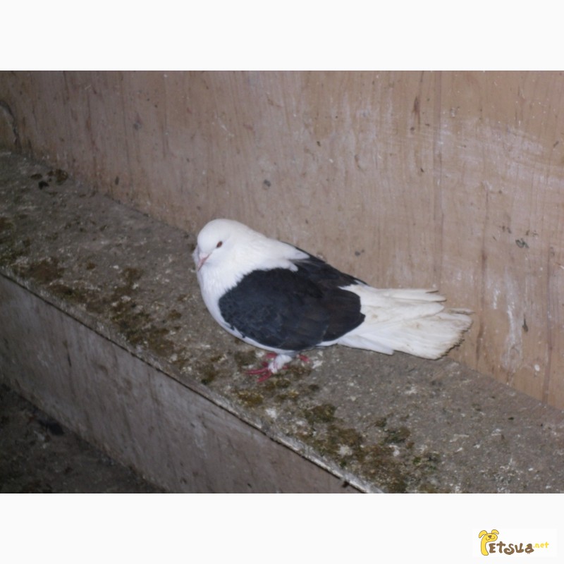 Фото 2. Продам за недорого голубей