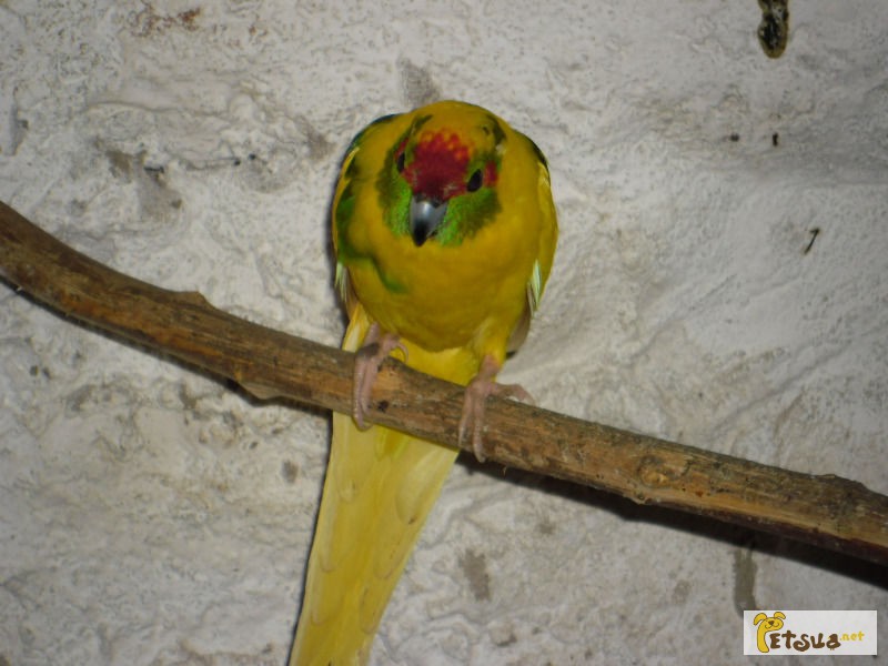 Фото 1/1. Ожереловые попугаи. какарики