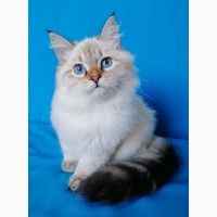 Котенок невской маскарадной кошки