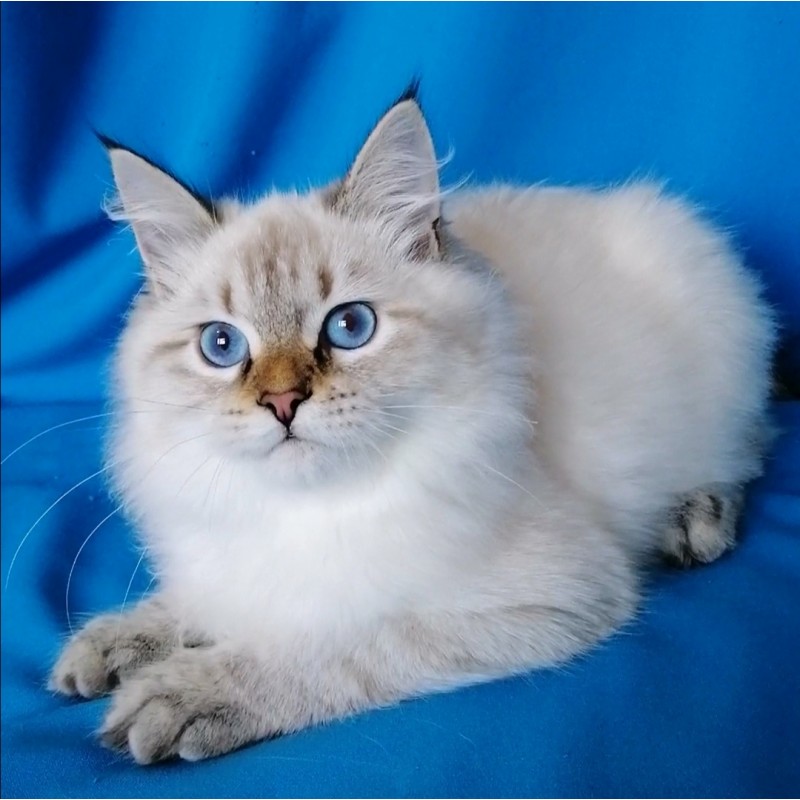 Фото 10. Котенок невской маскарадной кошки
