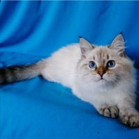 Котенок невской маскарадной кошки