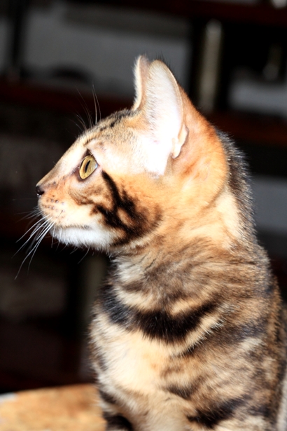 Фото 3/8. Продам бенгальскую кошку