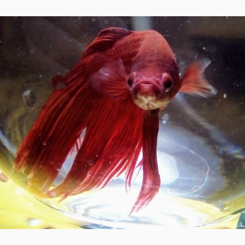 Фото 5. Продам Новый аквариум шар на 2 л. с красивой рыбкой Петушок+корм+термометр
