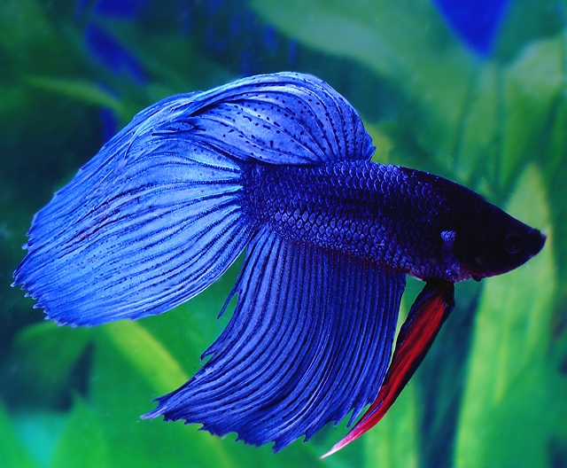 Фото 6. Продам Новый аквариум шар на 2 л. с красивой рыбкой Петушок+корм+термометр